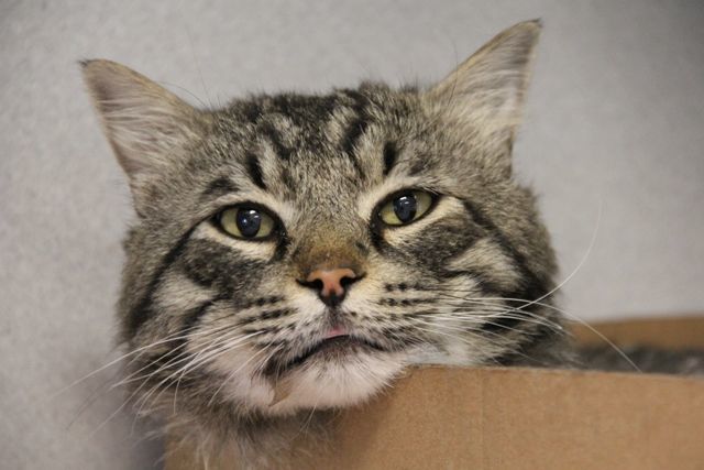 Adopt a friend: Maverick
